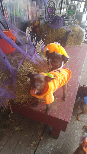 Pet Supply Store «The Hungry Puppy», reviews and photos, 1288 NJ-33, Farmingdale, NJ 07727, USA