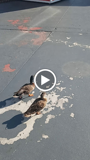 Amusement Park «The Pavilion Park», reviews and photos, 1171 Celebrity Cir, Myrtle Beach, SC 29577, USA