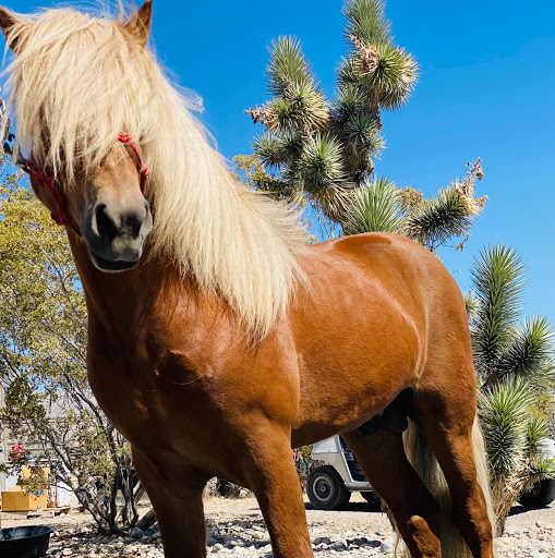Horse breeder North Las Vegas