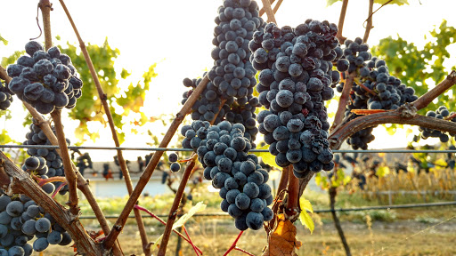 Winery «Kason Vineyards», reviews and photos, 7200 NW Bony Rd, Yamhill, OR 97148, USA