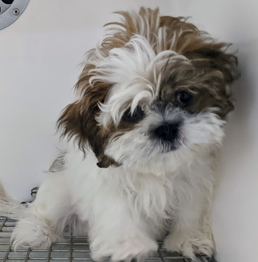 Zoo-Rama Pets, 2566 E Tremont Ave, Bronx, NY 10461, USA, 