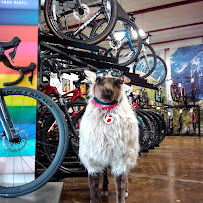 Trek Bicycle Seminole - Photo 3 - Car repair in Seminole, FL, St. Petersburg