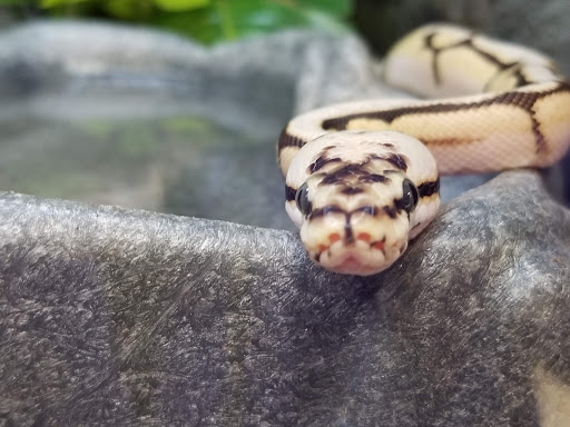 Pet Supply Store «Petco Animal Supplies», reviews and photos, 6137 Mid Rivers Mall Dr, St Charles, MO 63304, USA