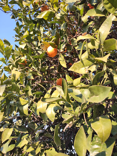 Orange Grove RV Park & Resort image