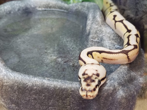 Pet Supply Store «Petco Animal Supplies», reviews and photos, 6137 Mid Rivers Mall Dr, St Charles, MO 63304, USA