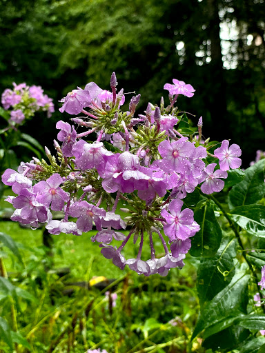 Botanical Garden «Botanical Gardens At Asheville», reviews and photos, 151 W .T. Weaver Blvd, Asheville, NC 28804, USA