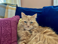 House Call Cat Grooming & Spa L.L.C. - Photo 6 - Car repair in Boston, MA, Boston