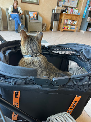 Cat Clinic image