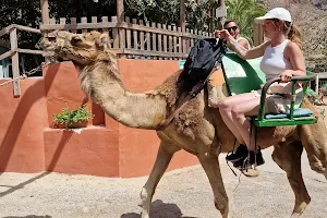 Camel park image