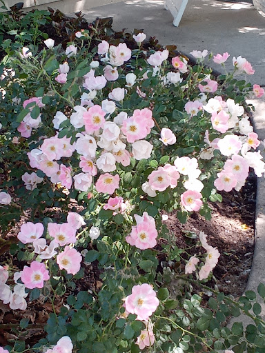 Botanical Garden «The Hudson Gardens & Event Center», reviews and photos, 6115 S Santa Fe Dr, Littleton, CO 80120, USA