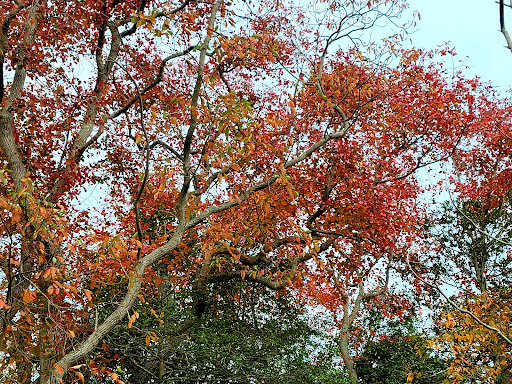 Nature Preserve «Edwin B. Forsythe National Wildlife Refuge- deCamp Wildlife Trail», reviews and photos, 365 Mantoloking Rd, Brick, NJ 08723, USA