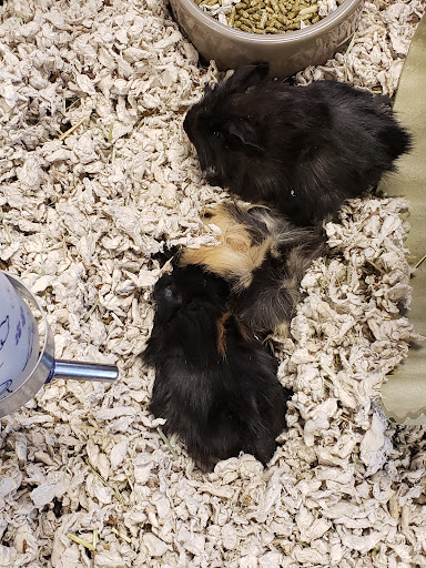 Pet Store «Fish & More Pet Store», reviews and photos, 310 E Main St #8, Sylva, NC 28779, USA