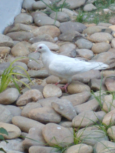 Social Services Organization «The Shade Tree», reviews and photos