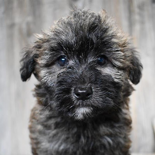 Pet Store «Pet Express», reviews and photos, 250 Granite St, Braintree, MA 02184, USA