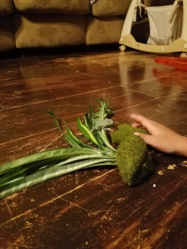 Reptile Store «Reptile Pets Direct», reviews and photos, 8088 Pat Booker Rd, Live Oak, TX 78233, USA