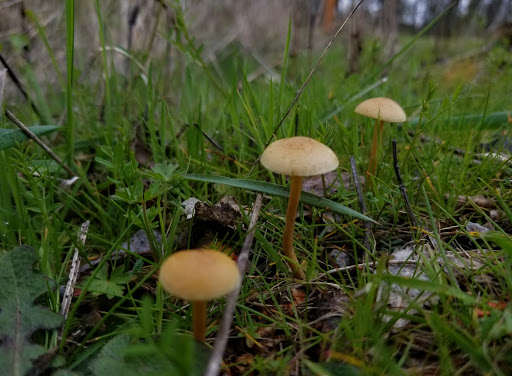 Nature Preserve «Foster Floodplain Natural Area», reviews and photos, 10602 SE Foster Rd, Portland, OR 97266, USA