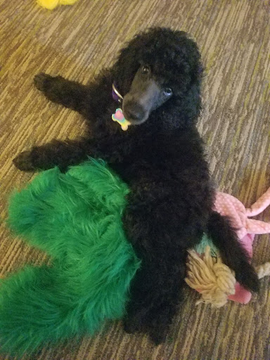 Pet Supply Store «USA Dog Shop», reviews and photos, 549 NY-17, Tuxedo Park, NY 10987, USA