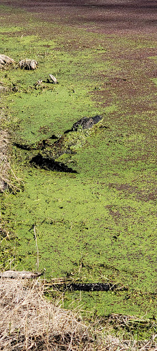 Golf Course «The Claw at USF», reviews and photos, 13801 N 46th St, Tampa, FL 33613, USA