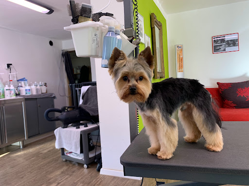 Fellgenau - Ihr Hundefriseur unter Erkheim, 