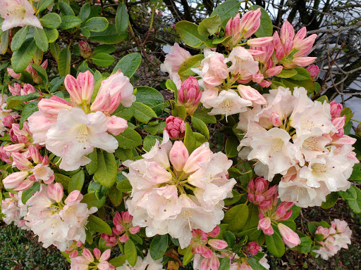 Youth Organization «YMCA», reviews and photos, 9715 Lakewood Dr SW, Lakewood, WA 98499, USA