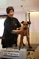 Petra´s Hundesalon Linsengericht