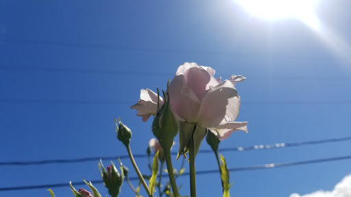 Wedding Chapel «Victorian Belle», reviews and photos, 1441 N McClellan St, Portland, OR 97217, USA