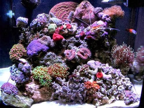 Tropical Fish Store «America Aquaria», reviews and photos, 3485 N 124th St, Brookfield, WI 53005, USA