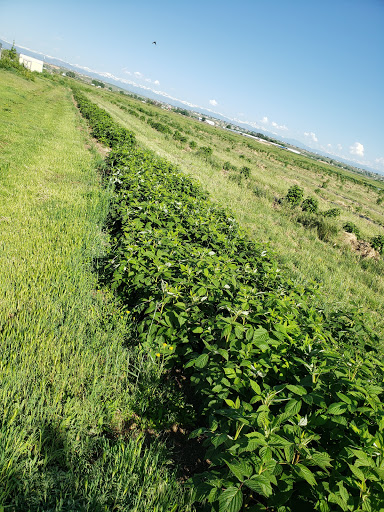 Produce Market «Berry Patch Farms», reviews and photos, 13785 Potomac St, Brighton, CO 80601, USA