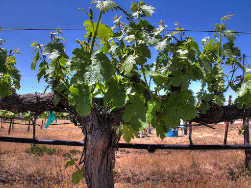Via Vega Vineyard & Winery image