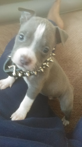 Pet Supply Store «Pet Supermarket», reviews and photos, 2696 N University Dr, Sunrise, FL 33322, USA