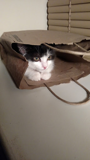 Pet Supply Store «Petco Animal Supplies», reviews and photos, 309 Worth Ave #123, Stafford, VA 22554, USA