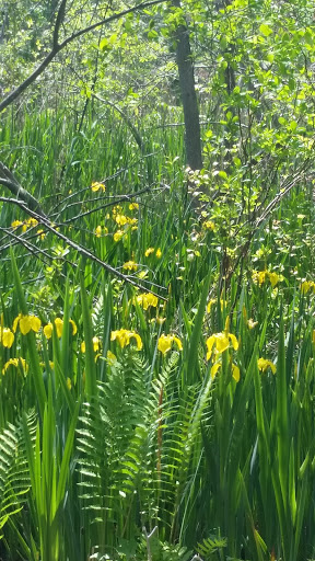 Nature Preserve «Seatuck Environmental Association», reviews and photos, 550 S Bay Ave, Islip, NY 11751, USA