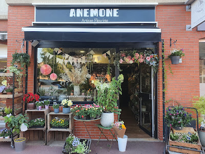 Anémone à Montigny-le-Bretonneux