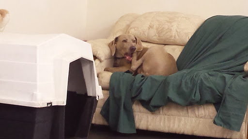 Pet Sitter «Big Dogs Doggie Daycare and Pet Sitting», reviews and photos, 1724 Ridge Rd NE, New Philadelphia, OH 44663, USA