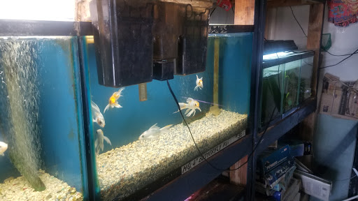 Gift Shop «Asia Gifts & Aquarium», reviews and photos, 763 S 38th St, Tacoma, WA 98418, USA