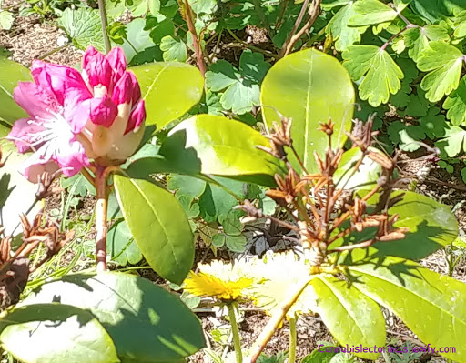 Golf Club «Echo Falls Golf Club», reviews and photos, 20414 121st Ave SE, Snohomish, WA 98296, USA