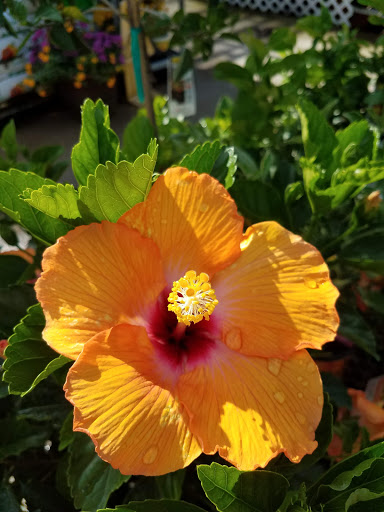 Home Improvement Store «The Home Depot», reviews and photos, 750 N University Dr, Coral Springs, FL 33071, USA