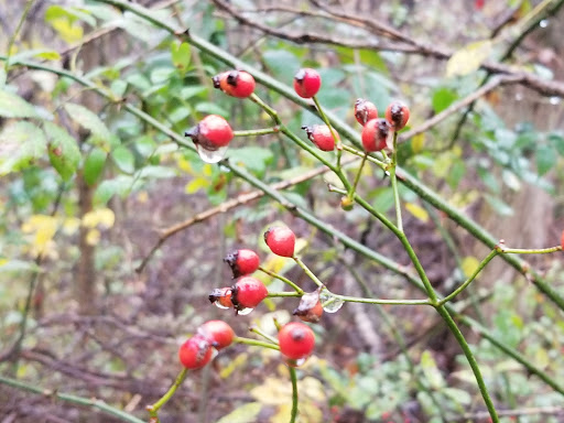 Nature Preserve «Wolf Creek Environmental Center», reviews and photos, 6100 Ridge Rd, Wadsworth, OH 44281, USA