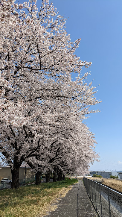 大正用水の桜並木