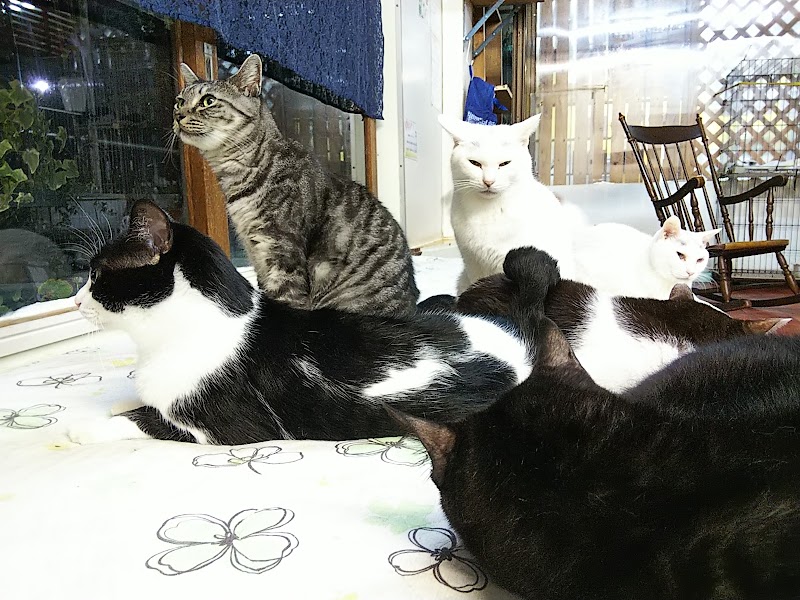 猫茶茶茶 静岡県浜松市浜北区貴布祢 カフェ 喫茶 カフェ グルコミ