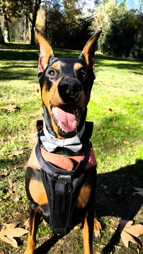 Pet Store «Biscuits», reviews and photos, 223 Jackson St, San Jose, CA 95112, USA