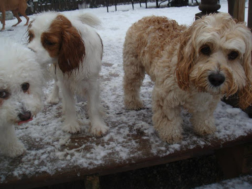 Dog Day Care Center «Dog Days Daycare Center», reviews and photos, 281 Roycefield Rd, Hillsborough Township, NJ 08844, USA