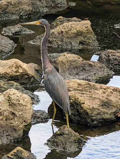 Park «Hammock Park», reviews and photos, 1945 San Mateo Dr, Dunedin, FL 34698, USA