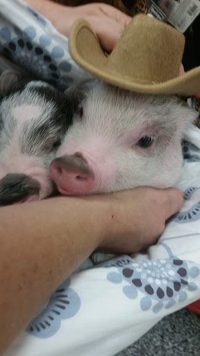 Pet Supply Store «Petco Animal Supplies», reviews and photos, 1500 N Town E Blvd, Mesquite, TX 75150, USA