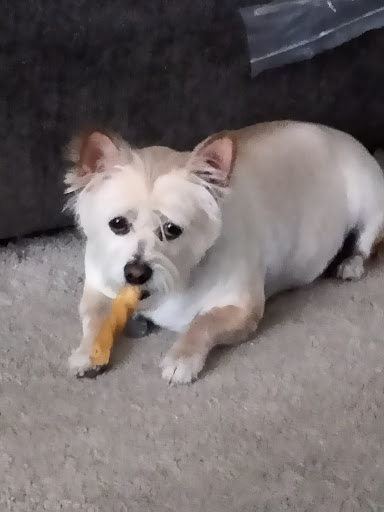 Pet Supply Store «Petco Animal Supplies», reviews and photos, 1203 SE Everett Mall Way f, Everett, WA 98208, USA