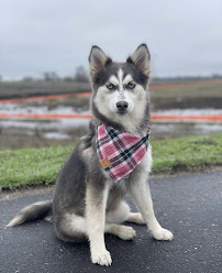 Camp Bow Wow - Photo 7 - Car repair in Brentwood, CA, Antioch