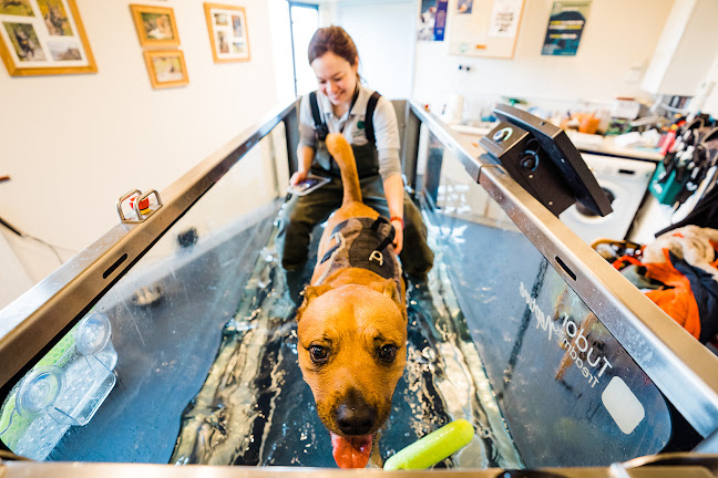 Reviews of 4 Point Physio - Veterinary Physiotherapy & Hydrotherapy dogs in Birmingham - Physical therapist