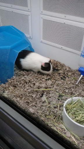 Pet Supply Store «Petco Animal Supplies», reviews and photos, 816 Washington St, Middletown, CT 06457, USA