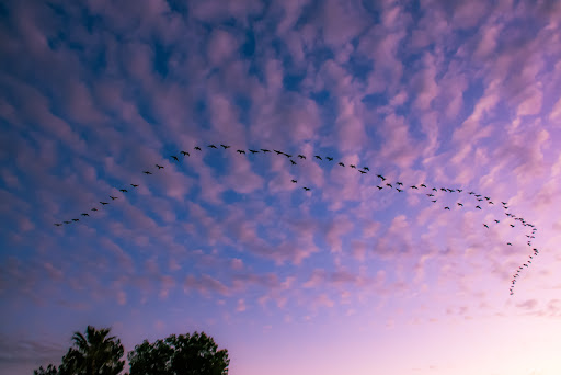 Shopping Mall «Mercado Del Lago Mall», reviews and photos, 8320 N Hayden Rd, Scottsdale, AZ 85258, USA