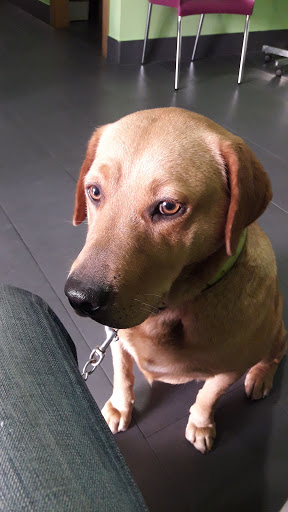 Clínica Veterinaria Pastoriza en Arteixo